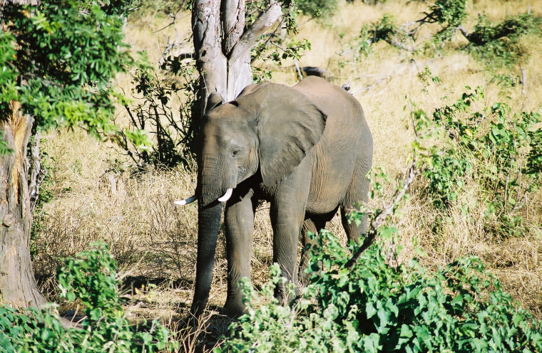 A baby elephant forages near the Chobe River in Chobe National Park, Botswana.